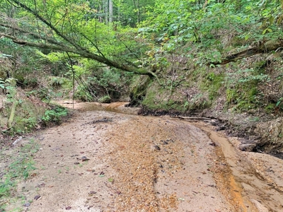 Large Hardwood Hunting Tract For Sale Wilkinson County, MS - image 14