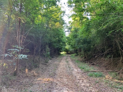 Large Hardwood Hunting Tract For Sale Wilkinson County, MS - image 33