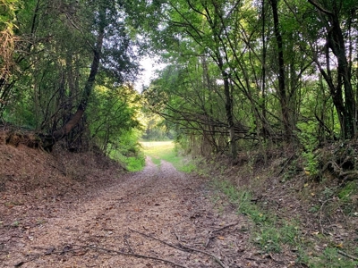 Large Hardwood Hunting Tract For Sale Wilkinson County, MS - image 26