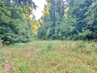 Large Hardwood Hunting Tract For Sale Wilkinson County, MS - image 8