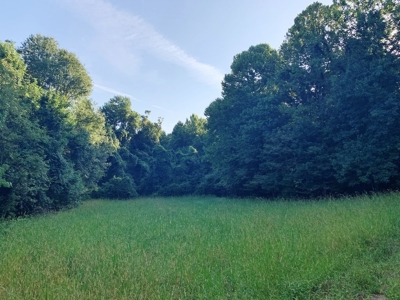 Large Hardwood Hunting Tract For Sale Wilkinson County, MS - image 30