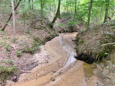 Large Hardwood Hunting Tract For Sale Wilkinson County, MS - image 45