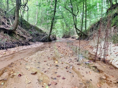 Large Hardwood Hunting Tract For Sale Wilkinson County, MS - image 19