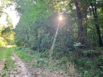 Large Hardwood Hunting Tract For Sale Wilkinson County, MS - image 25