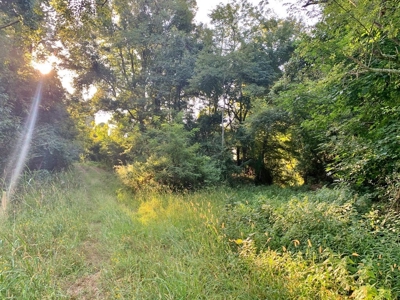 Large Hardwood Hunting Tract For Sale Wilkinson County, MS - image 28