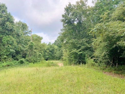 Large Hardwood Hunting Tract For Sale Wilkinson County, MS - image 13