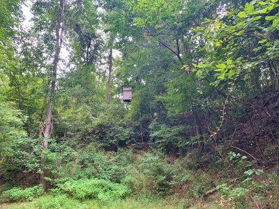 Large Hardwood Hunting Tract For Sale Wilkinson County, MS - image 12