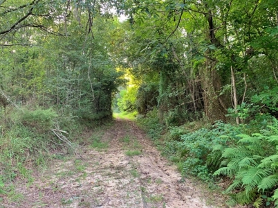 Large Hardwood Hunting Tract For Sale Wilkinson County, MS - image 32