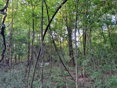 Large Hardwood Hunting Tract For Sale Wilkinson County, MS - image 37