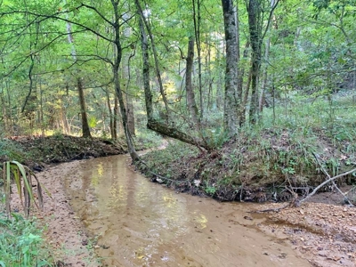 Large Hardwood Hunting Tract For Sale Wilkinson County, MS - image 2