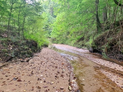 Large Hardwood Hunting Tract For Sale Wilkinson County, MS - image 18