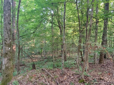 Large Hardwood Hunting Tract For Sale Wilkinson County, MS - image 22
