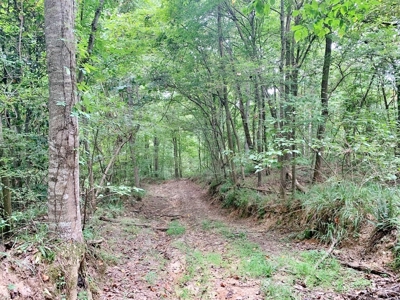 Large Hardwood Hunting Tract For Sale Wilkinson County, MS - image 9