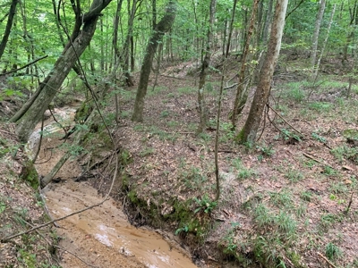 Large Hardwood Hunting Tract For Sale Wilkinson County, MS - image 17