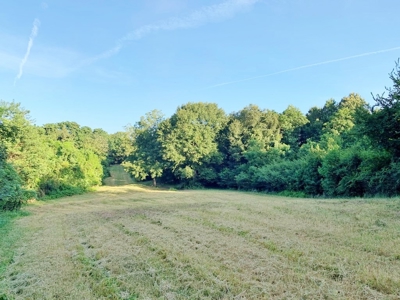 Large Hardwood Hunting Tract For Sale Wilkinson County, MS - image 46