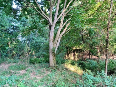 Large Hardwood Hunting Tract For Sale Wilkinson County, MS - image 40