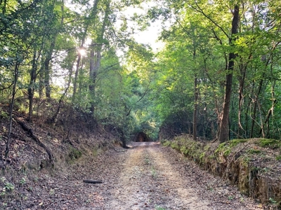 Large Hardwood Hunting Tract For Sale Wilkinson County, MS - image 29