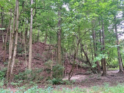 Large Hardwood Hunting Tract For Sale Wilkinson County, MS - image 11