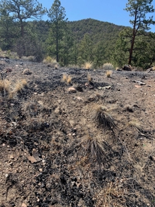 Secluded 36+ Acres in Cotopaxi,Co - image 8