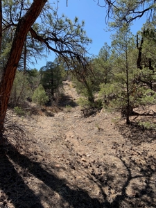 Secluded 36+ Acres in Cotopaxi,Co - image 4