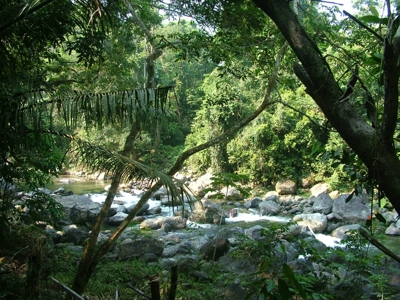Mountain Acreage, Home, Rain Forest, Park Scene, Riverfront - image 11