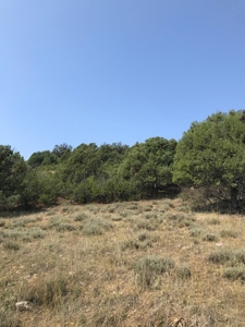 Recreational Real Estate for Sale Vacant Land Chama NM - image 3