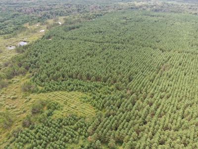 240 acre timber and hunting property for sale in Central WI - image 13