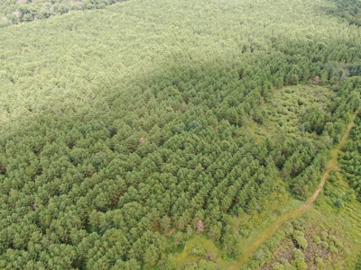 240 acre timber and hunting property for sale in Central WI - image 9