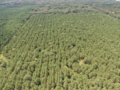 240 acre timber and hunting property for sale in Central WI - image 11