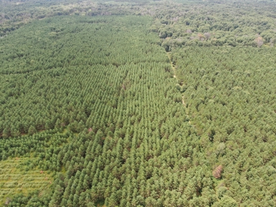 240 acre timber and hunting property for sale in Central WI - image 12