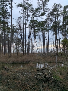 Riverfront Property for Sale Beaufort Co., Aurora NC - image 1