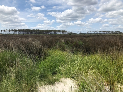 Waterfowl Hunting Property, NC - image 7