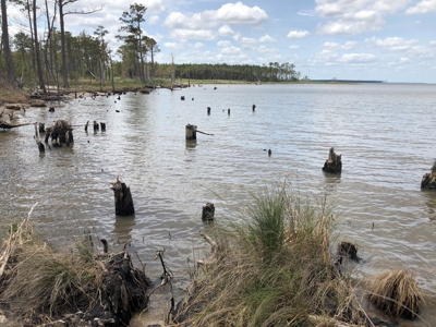 Waterfowl Hunting Property, NC - image 18