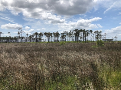 Waterfowl Hunting Property, NC - image 12