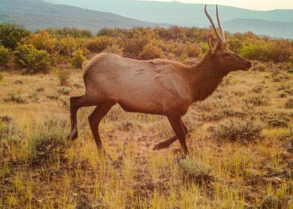 Recreational Ranch With Lodge Bordering National Forest CO - image 49