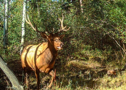 Recreational Ranch With Lodge Bordering National Forest CO - image 50