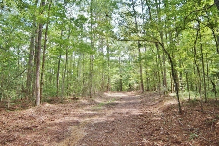 Hunting Land for Sale, Mature Hardwoods Wilkinson County, MS - image 19
