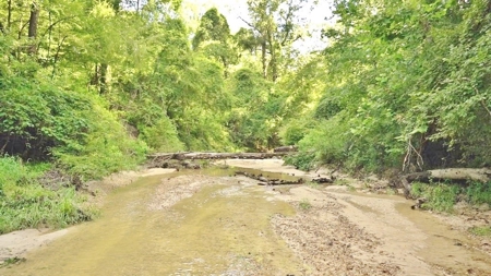 Hunting Land for Sale, Mature Hardwoods Wilkinson County, MS - image 28