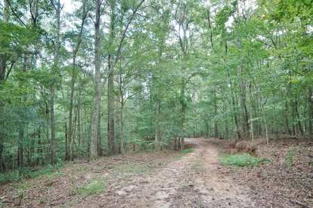 Hunting Land for Sale, Mature Hardwoods Wilkinson County, MS - image 18