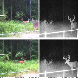 Hunting Land for Sale, Mature Hardwoods Wilkinson County, MS - image 26