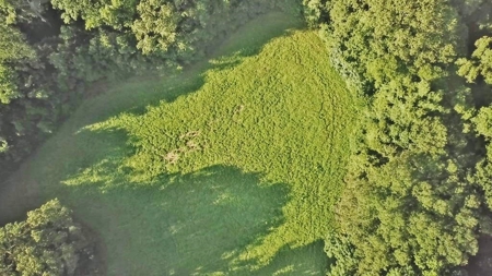 Hunting Land for Sale, Mature Hardwoods Wilkinson County, MS - image 4
