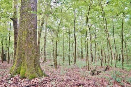Hunting Land for Sale, Mature Hardwoods Wilkinson County, MS - image 14
