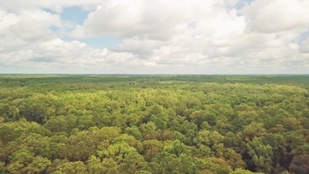 Hunting Land for Sale, Mature Hardwoods Wilkinson County, MS - image 5