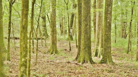 Hunting Land for Sale, Mature Hardwoods Wilkinson County, MS - image 9