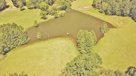 Hunting Land for Sale, Mature Hardwoods Wilkinson County, MS - image 7