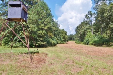 Hunting Land for Sale, Mature Hardwoods Wilkinson County, MS - image 20