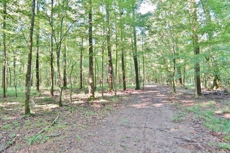 Hunting Land for Sale, Mature Hardwoods Wilkinson County, MS - image 12