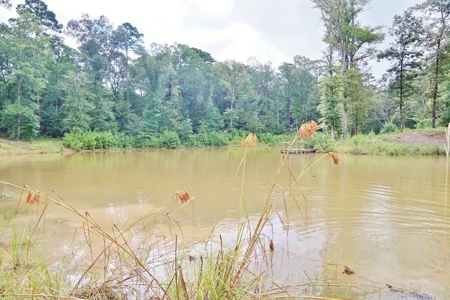 Hunting Land for Sale, Mature Hardwoods Wilkinson County, MS - image 13