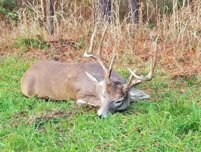 Hunting Land for Sale, Mature Hardwoods Wilkinson County, MS - image 23
