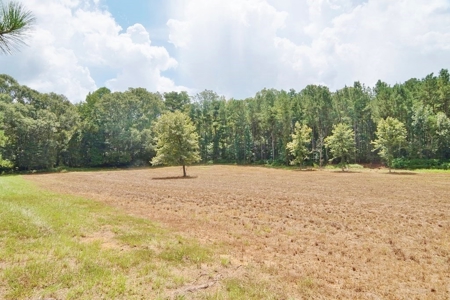 Hunting Land for Sale, Mature Hardwoods Wilkinson County, MS - image 21